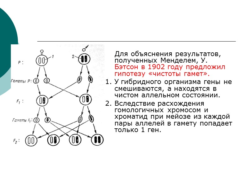 Для объяснения результатов, полученных Менделем, У. Бэтсон в 1902 году предложил гипотезу «чистоты гамет».